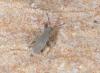 Entomobrya marginata